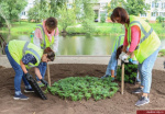 Специалисты МКУ «Благоустройство» продолжают работу по высадке цветов во Владимире